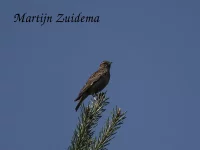 Boomleeuwerik [Lullula arborea]